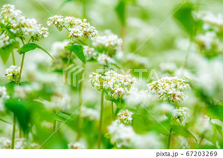 一面に広がる夏そばの花 【長野県】 一面に広がる夏そばの花 【長野県】 67203269