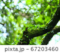 緑 木 錆 67203460