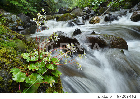 雨に濡れたダイモンジソウと川の流れ(北海道・クテクンベツ川) 雨に濡れたダイモンジソウと川の流れ(北海道・クテクンベツ川) 67203462