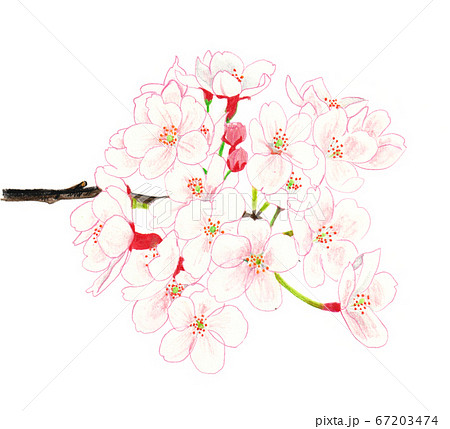 色鉛筆で描いた桜のイラスト素材