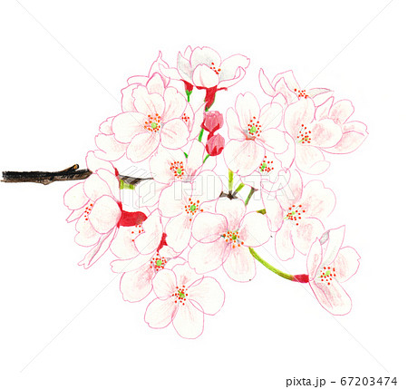 Cherry Blossom Drawn With Colored Pencils Stock Illustration