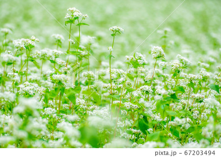 一面に広がる夏そばの花 【長野県】 一面に広がる夏そばの花 【長野県】 67203494