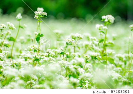 一面に広がる夏そばの花 【長野県】 一面に広がる夏そばの花 【長野県】 67203501