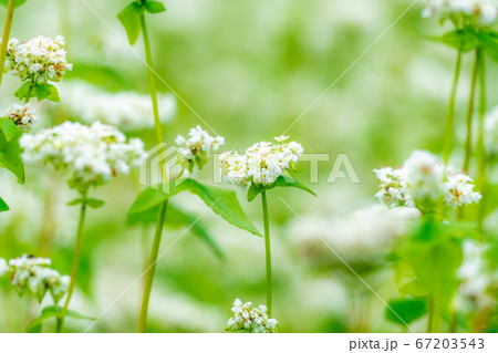 一面に広がる夏そばの花 【長野県】 一面に広がる夏そばの花 【長野県】 67203543