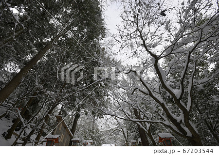 虚空蔵法輪寺 参道の雪景色 虚空蔵法輪寺 参道の雪景色 67203544