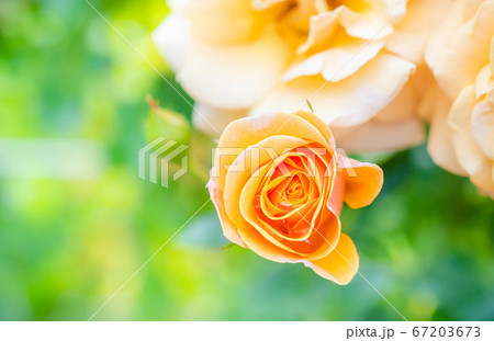 黄色いバラの花 つぼみの写真素材