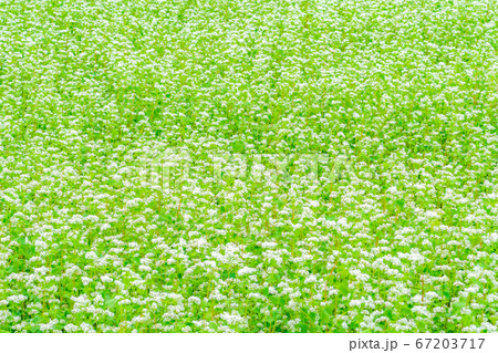 一面に広がる夏そばの花 【長野県】 一面に広がる夏そばの花 【長野県】 67203717