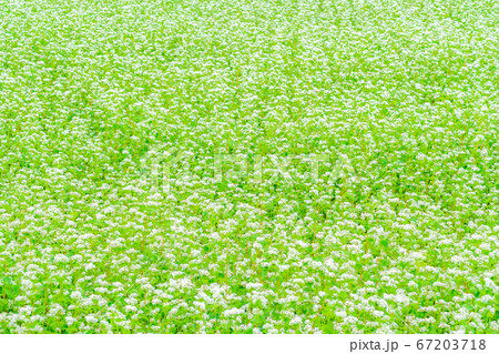 一面に広がる夏そばの花 【長野県】 一面に広がる夏そばの花 【長野県】 67203718
