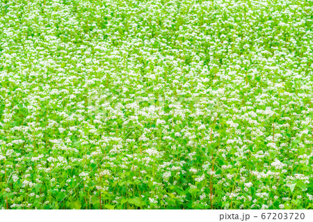 一面に広がる夏そばの花 【長野県】 一面に広がる夏そばの花 【長野県】 67203720