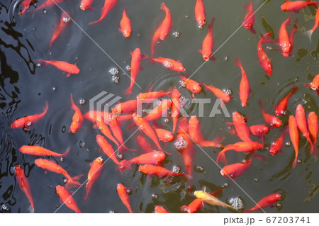 群れる金魚 67203741