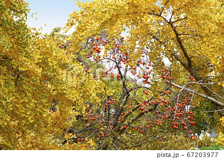 紅葉した銀杏の木と赤く実った柿の実(愛知県祖父江町) 紅葉した銀杏の木と赤く実った柿の実(愛知県祖父江町) 67203977