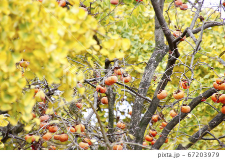 紅葉した銀杏の木と赤く実った柿の実(愛知県祖父江町) 67203979