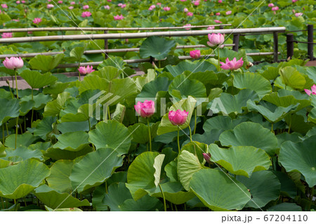 蓮の花　埼玉県行田市　日本 67204110