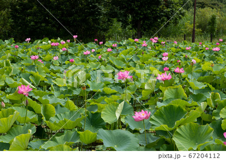 蓮の花　埼玉県行田市　日本 67204112