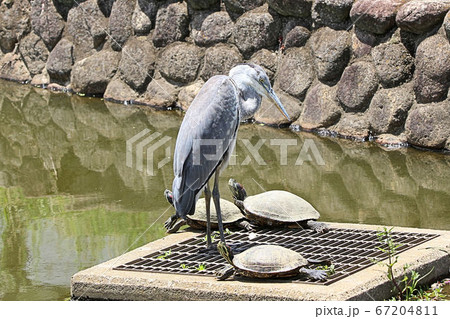 【野鳥】アオサギ 青鷺 堺市の都市公園にて 【野鳥】アオサギ 青鷺 堺市の都市公園にて 67204811