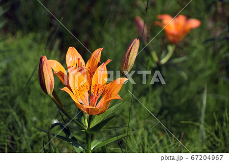 道端のエゾスカシユリ 67204967