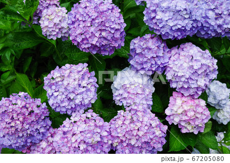 雨の日の紫陽花 雨の日の紫陽花 67205080