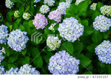 雨の日の紫陽花 雨の日の紫陽花 67205107