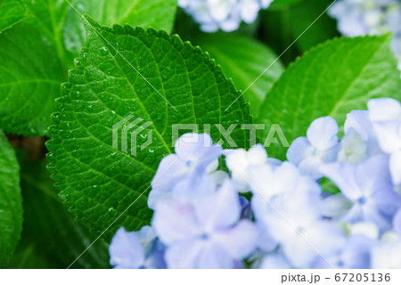 雨の日の紫陽花 67205136