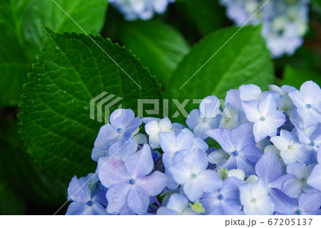 雨の日の紫陽花 67205137