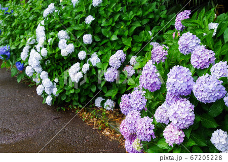 雨の日の公園に咲く紫陽花 雨の日の公園に咲く紫陽花 67205228