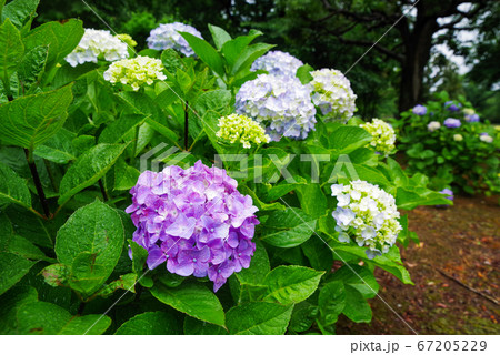 雨の日の公園に咲く紫陽花 雨の日の公園に咲く紫陽花 67205229