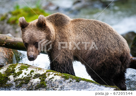 Majestic brown bear standing on the rock in river. Majestic brown bear standing on the rock in river. 67205544