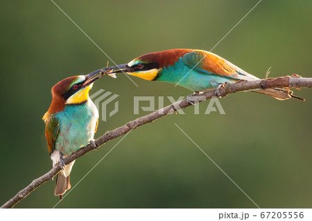 European bee-eater feeding on twig during the summer. 67205556