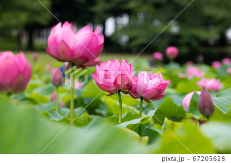 蓮の花　埼玉県行田市　日本 67205628