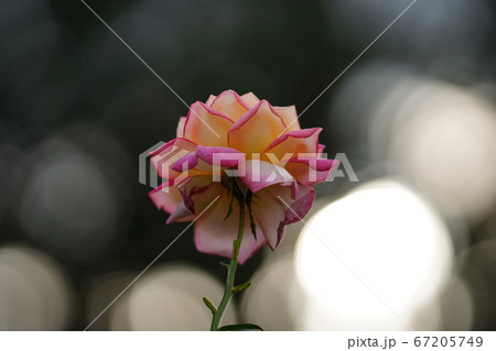 赤と黄色のまだらのバラ 赤と黄色のまだらのバラ 67205749