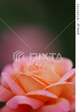 淡いピンクのバラ。クイーン・エリザベス（QueenElizabeth) 67205751