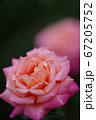 ピンクの淡いバラ。イザベル・デ・オルティツ、朝雲 67205752