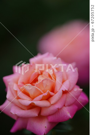 ピンクの淡いバラ。イザベル・デ・オルティツ、朝雲 67205752