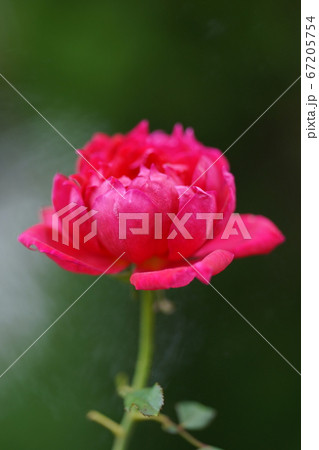 ピンクのバラ。マリアカラス 67205754