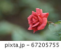 深紅のバラ。クイーン・オブ・神代 67205755