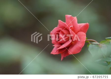 深紅のバラ。クイーン・オブ・神代 67205755