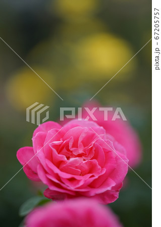 淡いピンクのバラ。ヘレン（Helen）縦 67205757