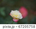 黄色に淡いピンクのバラ 67205758