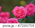 淡いピンクのバラ。ヘレン（Helen） 67205759