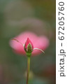 ピンクのバラのつぼみ 67205760