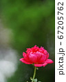 赤いバラ。スーパー・スター 67205762
