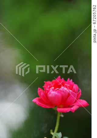 赤いバラ。スーパー・スター 67205762