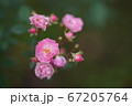 ピンクのバラの群生 67205764