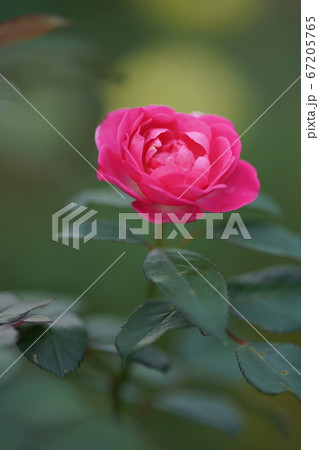 ボタンのような赤いバラ 67205765