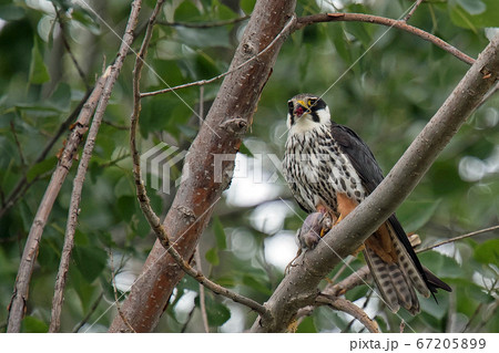 小鳥を捕獲したチゴハヤブサ 小鳥を捕獲したチゴハヤブサ 67205899