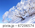 荒島岳の霧氷 67206574