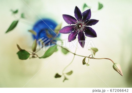 弦が揺れるクレマチスの花とつぼみ 67206642