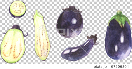 各種茄子的水彩插圖 67206804