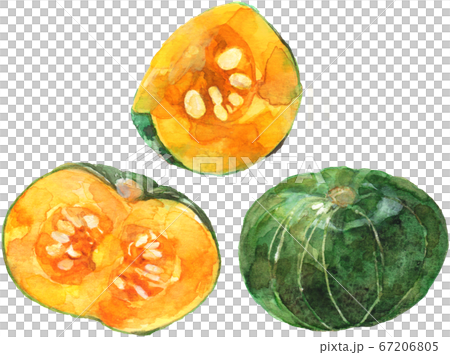 かぼちゃの水彩イラストのイラスト素材 [67206805] - PIXTA