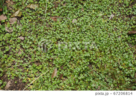 チドメグサ チドメグサ 67206814